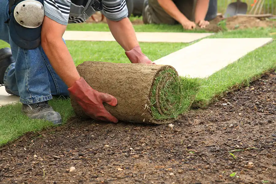 How long after installing sod can you walk on it Hesperia, CA