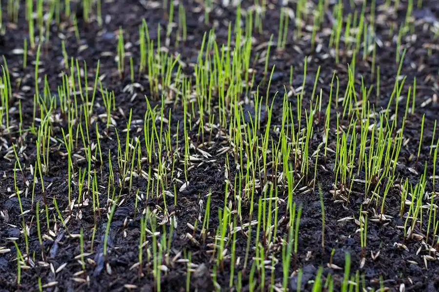 How often should you fertilize your lawn in Hesperia, CA