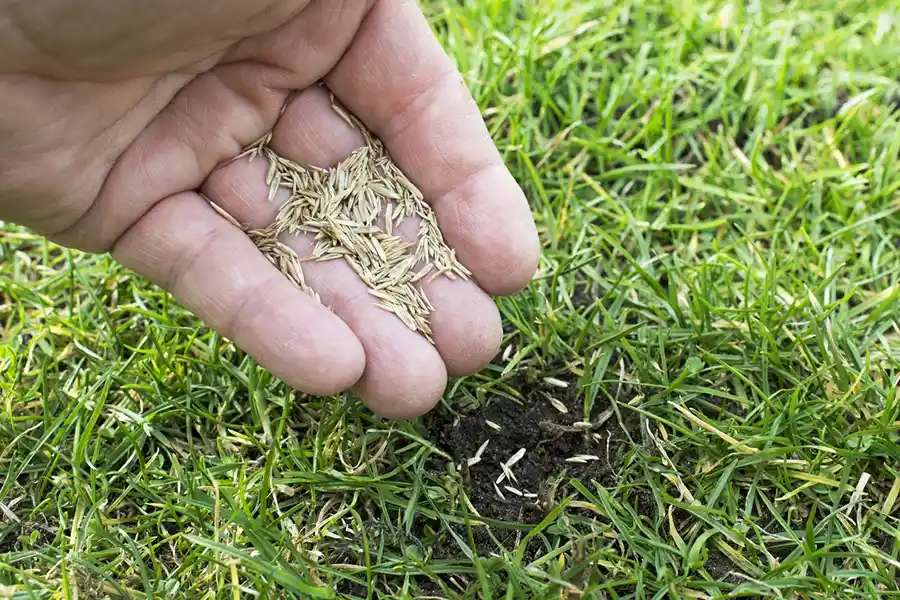 How often should you fertilize your lawn Hesperia, CA