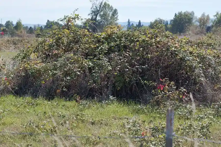 How to clear a yard full of weeds Hesperia, CA