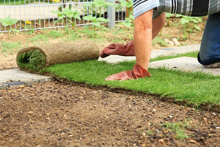 How to lay sod over existing lawn in Hesperia, CA