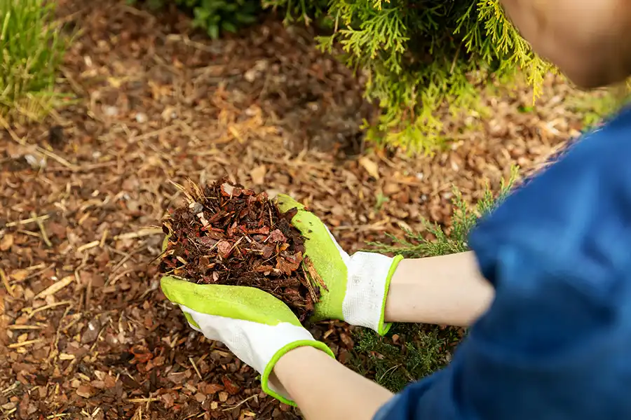 What does mulch do in Hesperia, CA